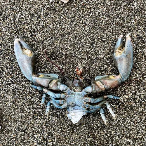 Flat Porcelain Crab