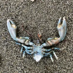 Flat Porcelain Crab thumbnail 1