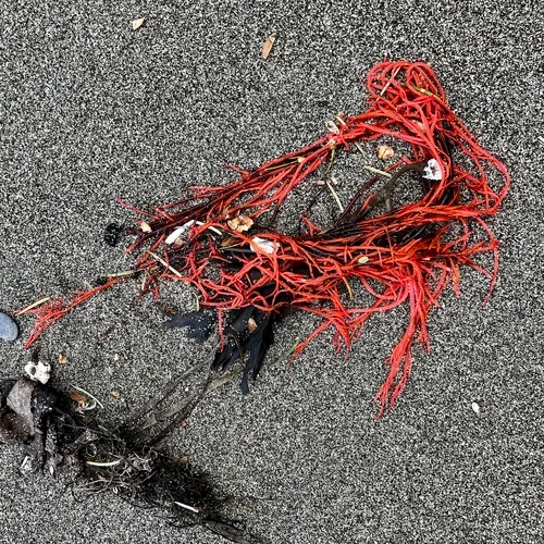succulent seaweed