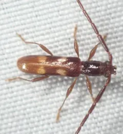 Four-spotted Hickory Borer thumbnail 3