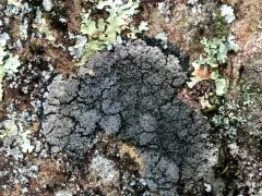 Foliose Shingle Lichen thumbnail 3