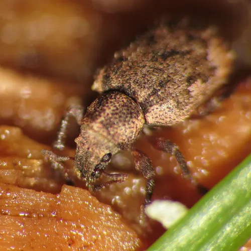 Geodercodes latipennis