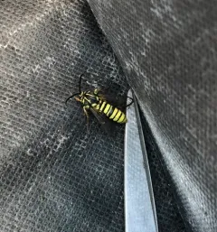 American Hornet Moth thumbnail 3