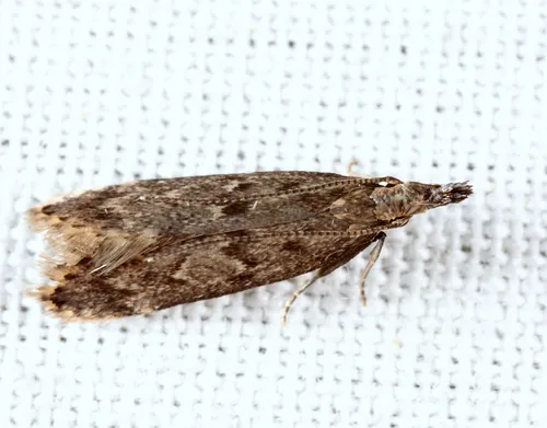 Dichomeris hirculella