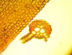 cain's screw-moss thumbnail 2