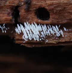 Mucronella fusiformis thumbnail 3