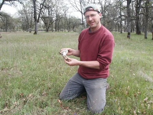 Western Destroying Angel