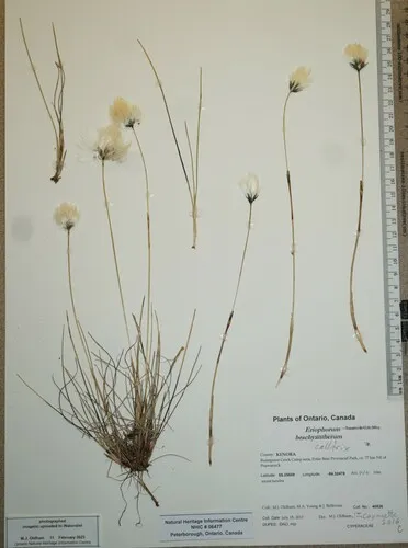 arctic cottongrass