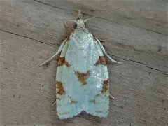 Cenopis karacana thumbnail 2