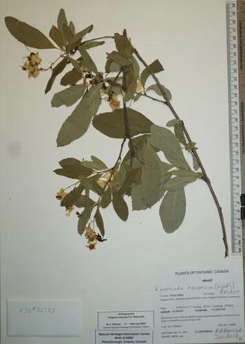 Pearl Bush