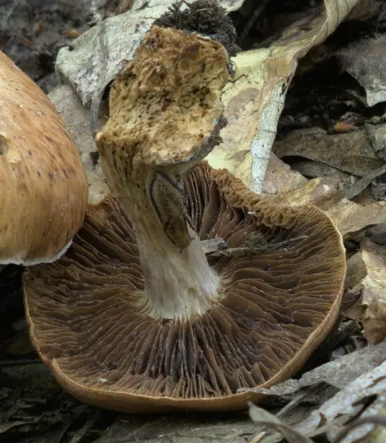 Endomyces cortinarii