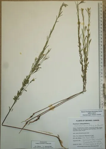 Marschall's Wallflower