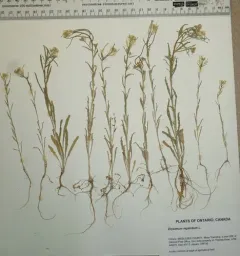 Spreading Wallflower thumbnail 2