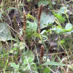 greater plantain thumbnail 5