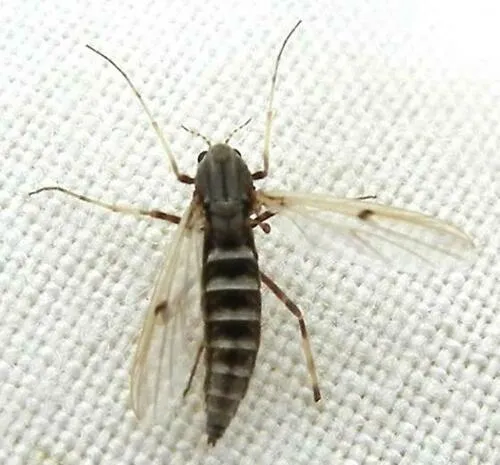 Stictochironomus varius