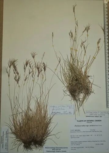 Proliferous Fescue