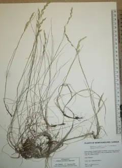 Richardson's Fescue thumbnail 2