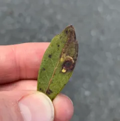 Inkberry Holly Leafminer thumbnail 3