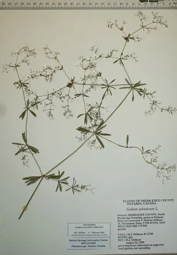 Wood Bedstraw