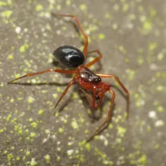 Coreorgonal monoceros thumbnail 2