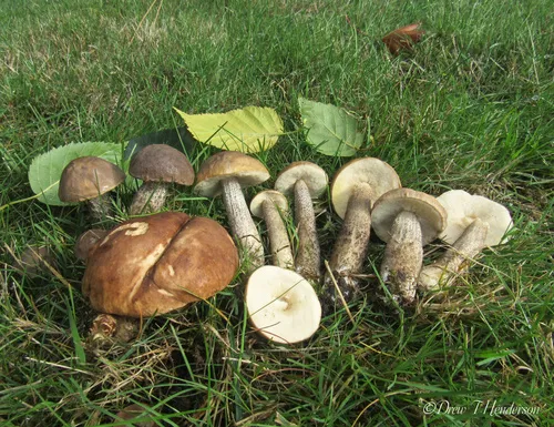 bog bolete