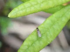 Gymnopternus nigribarbus thumbnail 4