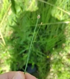 Clinton's Bulrush thumbnail 2