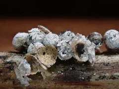 Polyschismium fallax thumbnail 3