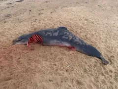 Common Bottlenose Dolphin thumbnail 3