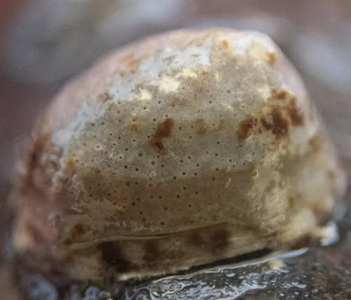 Pharcidia balani