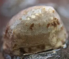 Pharcidia balani thumbnail 1