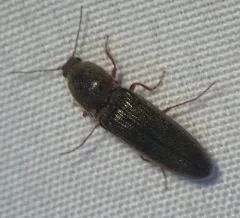 Gray Click Beetle thumbnail 2