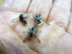 Auplopus mellipes thumbnail 1
