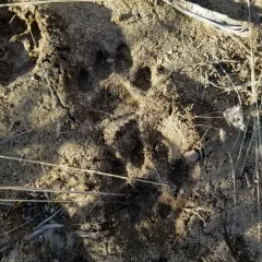 Mountain Lion thumbnail 3
