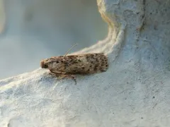 Hackberry Leafroller Moth thumbnail 3