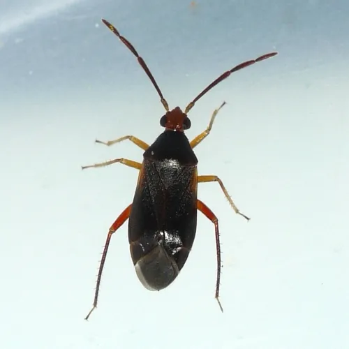 Ceratocapsus nigellus