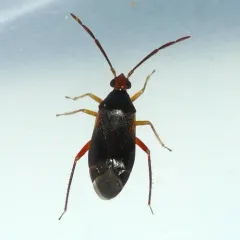 Ceratocapsus nigellus thumbnail 1