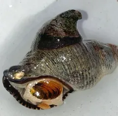Hooked Slippersnail thumbnail 2
