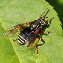 Bald-faced Hornet Fly thumbnail 2