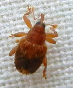 Lignyodes fraxini thumbnail 1