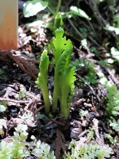 Mountain Moonwort thumbnail 4