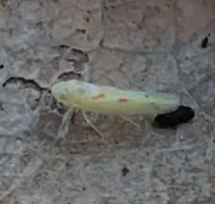 Blackberry Leafhopper thumbnail 3