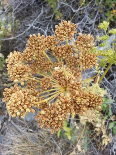 Gray's angelica