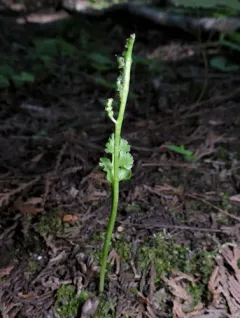 scalloped moonwort thumbnail 4