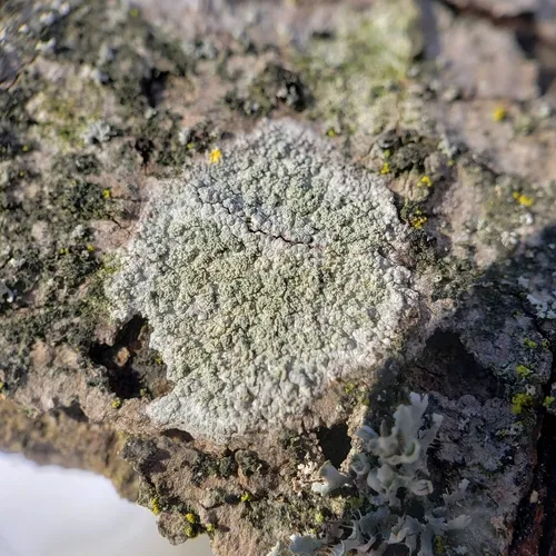 Tree Saucer Lichen