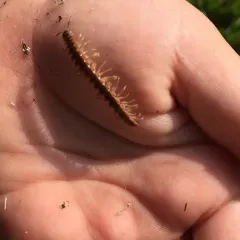 Canadian Flat-back Millipede thumbnail 4