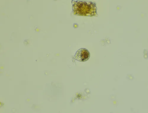 Urceolus cyclostomus