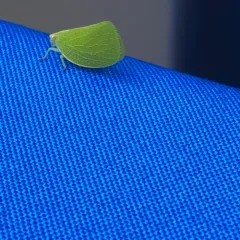 Green Cone-headed Planthopper thumbnail 4