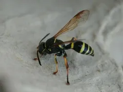 Gorytes simillimus thumbnail 4