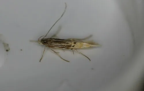 Cosmopterix quadrilineella